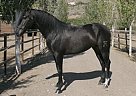Andalusian - Horse for Sale in Almería, 04420 Andalusian - Horse for Sale in Almería, 04420