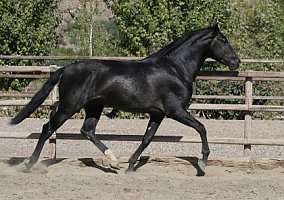 Andalusian / PRE (Andalusian / PRE, 15 yrs)