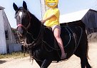 Lovely Percheron Mare Molly