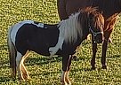 Oakley - Stallion in Eaton Rapids, MI Oakley - Stallion in Eaton Rapids, MI