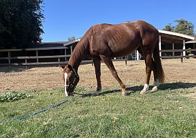 Thoroughbred (Thoroughbred, Gelding) in Fresno, CA