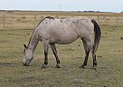 Quarter Horse - Horse for Sale in Winnipeg, MB R3E1C9