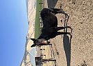 Mule - Horse for Sale in Cove, OR 97824 Mule - Horse for Sale in Cove, OR 97824