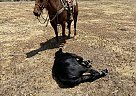 Quarter Horse - Horse for Sale in Fillmore, CA 93015