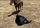 Quarter Horse - Horse for Sale in Fillmore, CA 93015 Quarter Horse - Horse for Sale in Fillmore, CA 93015