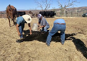 Quarter Horse (Quarter Horse, Mare) in Fillmore, CA