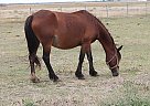 Other - Horse for Sale in Winnipeg, MB R3E1C9