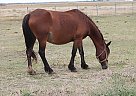 Other - Horse for Sale in Winnipeg, MB R3E1C9 Other - Horse for Sale in Winnipeg, MB R3E1C9
