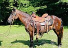Quarter Pony - Horse for Sale in Brooksville, KY 41004