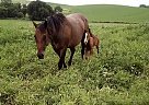Sweetpea - Mare in Scotia, NE Sweetpea - Mare in Scotia, NE