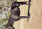 Tennessee Walking - Horse for Sale in Quitman, GA 31643 Tennessee Walking - Horse for Sale in Quitman, GA 31643