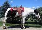 Paint - Horse for Sale in Pomfret Center, CT Paint - Horse for Sale in Pomfret Center, CT