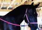 ECHO - Gelding in Mechanicsville, MD ECHO - Gelding in Mechanicsville, MD