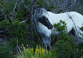 Appaloosa (Appaloosa, Gelding) in Ely, NV