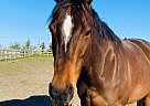 Thoroughbred - Horse for Sale in Ottawa, ON K2J 0P6