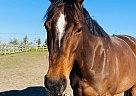 Thoroughbred - Horse for Sale in Ottawa, ON K2J 0P6 Thoroughbred - Horse for Sale in Ottawa, ON K2J 0P6