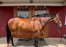 Warmblood (Warmblood, Mare) in Whitehouse Station, NJ