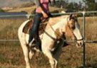 Haflinger - Horse for Sale in Riverside, CA 92570