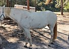 Tennessee Walking - Horse for Sale in Ashland, AL 36251 Tennessee Walking - Horse for Sale in Ashland, AL 36251