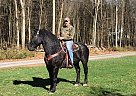Tara - Mare in Hegins, PA Tara - Mare in Hegins, PA