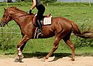 16hh Unraced/Unregistered TB Mar... Rolex