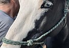 Mustang - Horse for Sale in Rochester, MA 02770