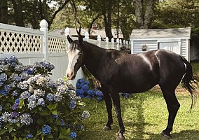 Mustang (Mustang, Mare) in Rochester, MA