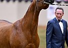 2010 Purebred Bay Mare FOR Sale Bint Alia