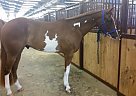 2012 APHA/PTHA Gelding Paint Gelding
