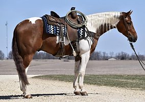 Paint (Paint, Gelding) in Thornton, CO