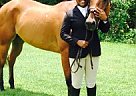 Beautiful Moving, Headturning Ma... Appendix Mare