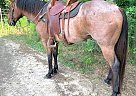 Paint - Horse for Sale in Rogersville, AL 35652 Paint - Horse for Sale in Rogersville, AL 35652