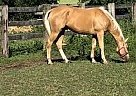 Beautiful 3 YO AQHA Palomino Gel... Bo