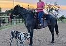 Beautiful Rare Blue Roan Lady