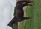 Saddlebred - Horse for Sale in Huntsville, OH 43324