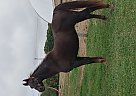 Saddlebred - Horse for Sale in Huntsville, OH 43324 Saddlebred - Horse for Sale in Huntsville, OH 43324