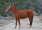 Mustang Mare for Sale in Angelus Oaks, California Mustang Mare for Sale in Angelus Oaks, California