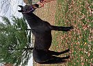 Saddlebred - Horse for Sale in Huntsville, OH 43324