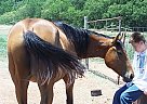 Paint - Horse for Sale in Elgin, OK 73538