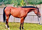 Hanoverian - Horse for Sale in Assonet, MA 02702