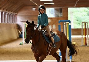 Hanoverian (Hanoverian, Gelding) in Assonet, MA