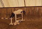 Paint Pony - Horse for Sale in PortColborne, ON L3K2Y4