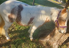 Miniature Horse (Miniature Horse, Mare) in Waco, TX