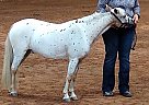 Cash - Gelding in Dansville, NY Cash - Gelding in Dansville, NY