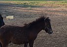 Red cloud - Gelding in Franklin, TX Red cloud - Gelding in Franklin, TX