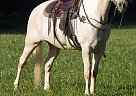 Tennessee Walking - Horse for Sale in Whitley City, KY 42653 Tennessee Walking - Horse for Sale in Whitley City, KY 42653