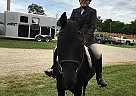 Purebred Arabian FOR Sale BA Ravenhurst