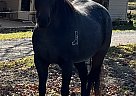 Quarter Horse - Horse for Sale in Crossville, TN 38571