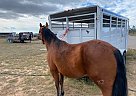Quarter Horse - Horse for Sale in Moriarty, NM 87035