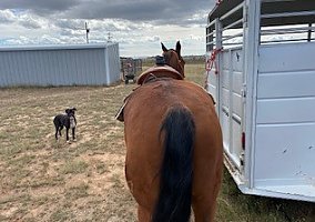Quarter Horse (Quarter Horse, Gelding) in Moriarty, NM